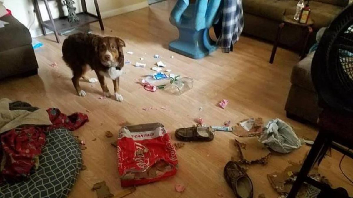 brown and white dog standing amid a messy living room with ripped up food packs and trash and shoes