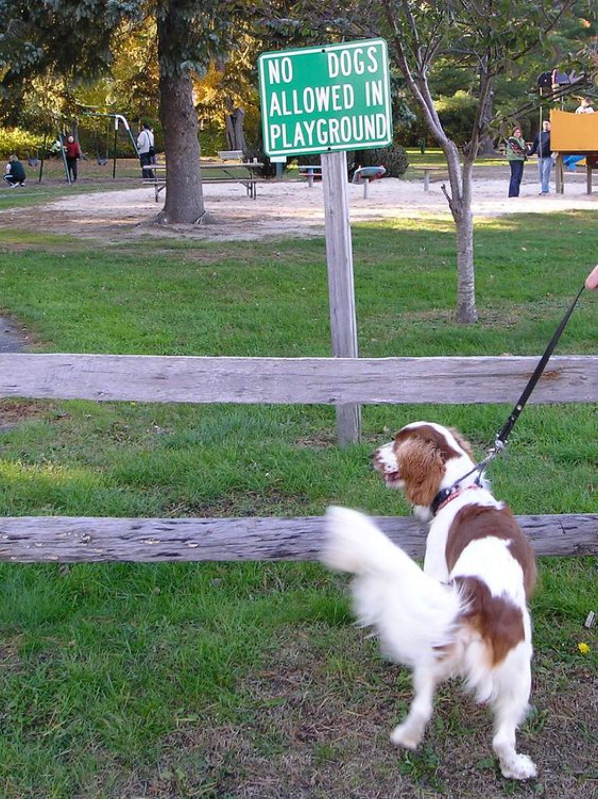 brown and white dog standing by a fence of a playground with a NO DOGS ALLOWED IN PLAYGROUND sign