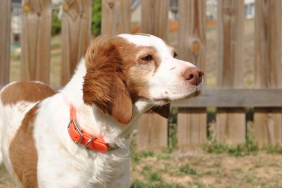 brown and white dog standing by a fence with the wind blowing the ears to the front