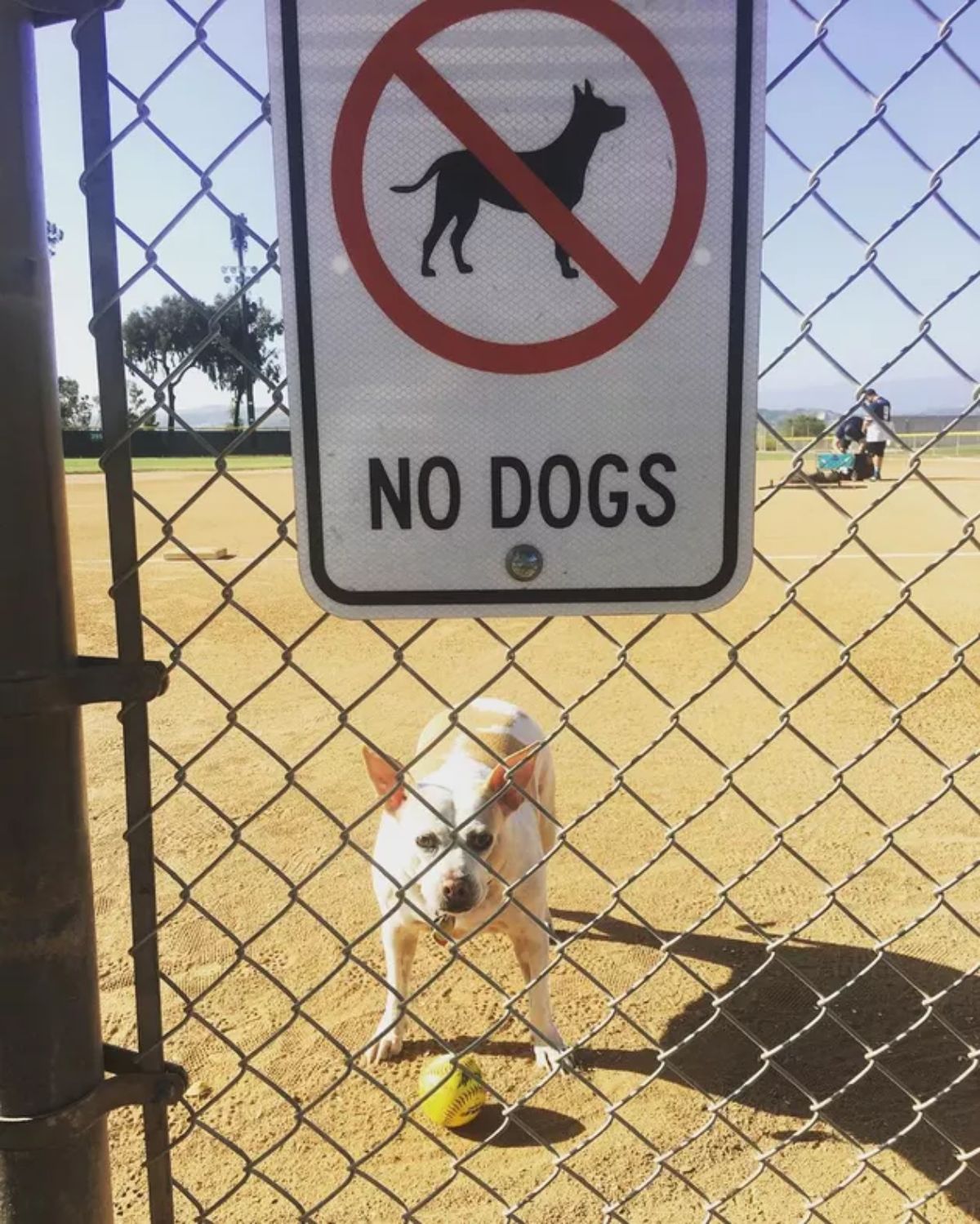 brown and white dog standing in a sandy lot behind a fence that has a NO DOGS allowed sign