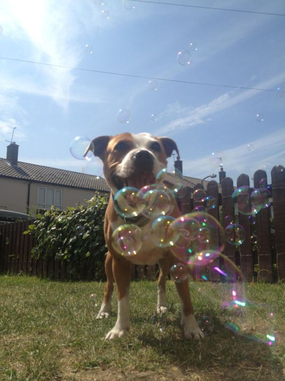 brown and white dog standing on grass surrounded by bubbles