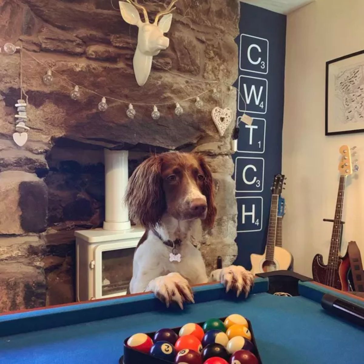 brown and white dog standing on hind legs with front paws on a blue pool table