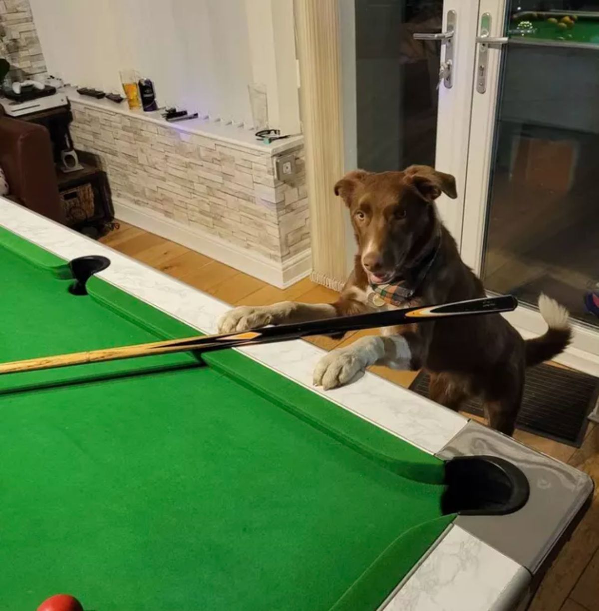 brown and white dog standing on hind legs with front paws on a pool table by a pool cue