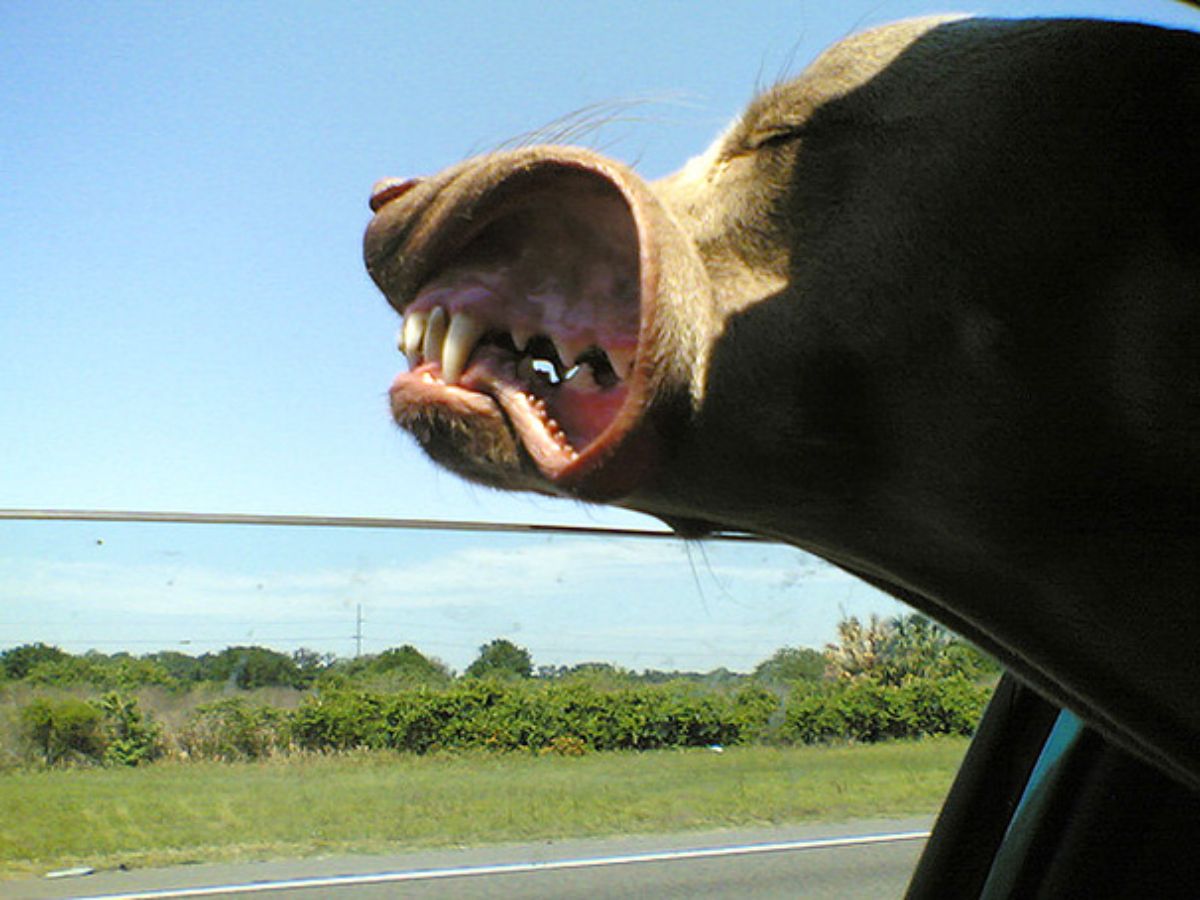 brown and white dog sticking head out of a car window and the wind blowing back the lips