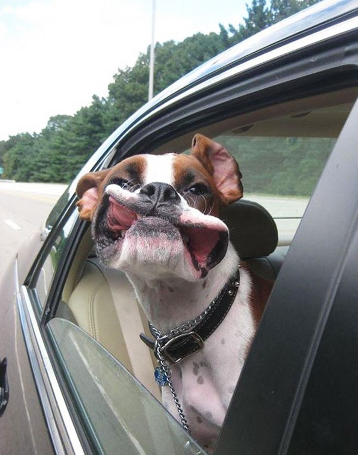 brown and white dog sticking head out of a car window with the wind blowing back the jowls