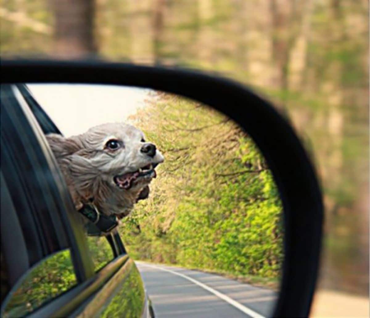 brown and white dog sticking the head out of a window seen through a side mirror