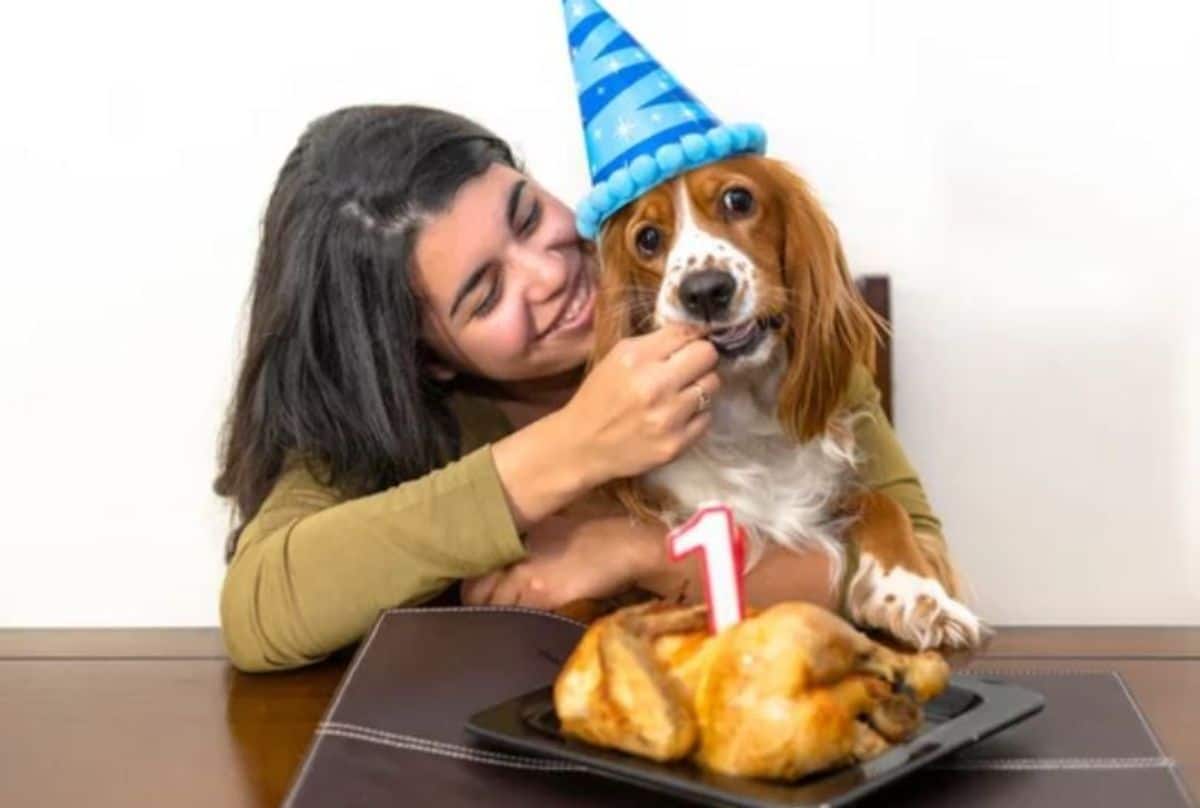 brown and white dog wearing a green party hat held by a woman with a chicken with a 1 candle in it in front of them