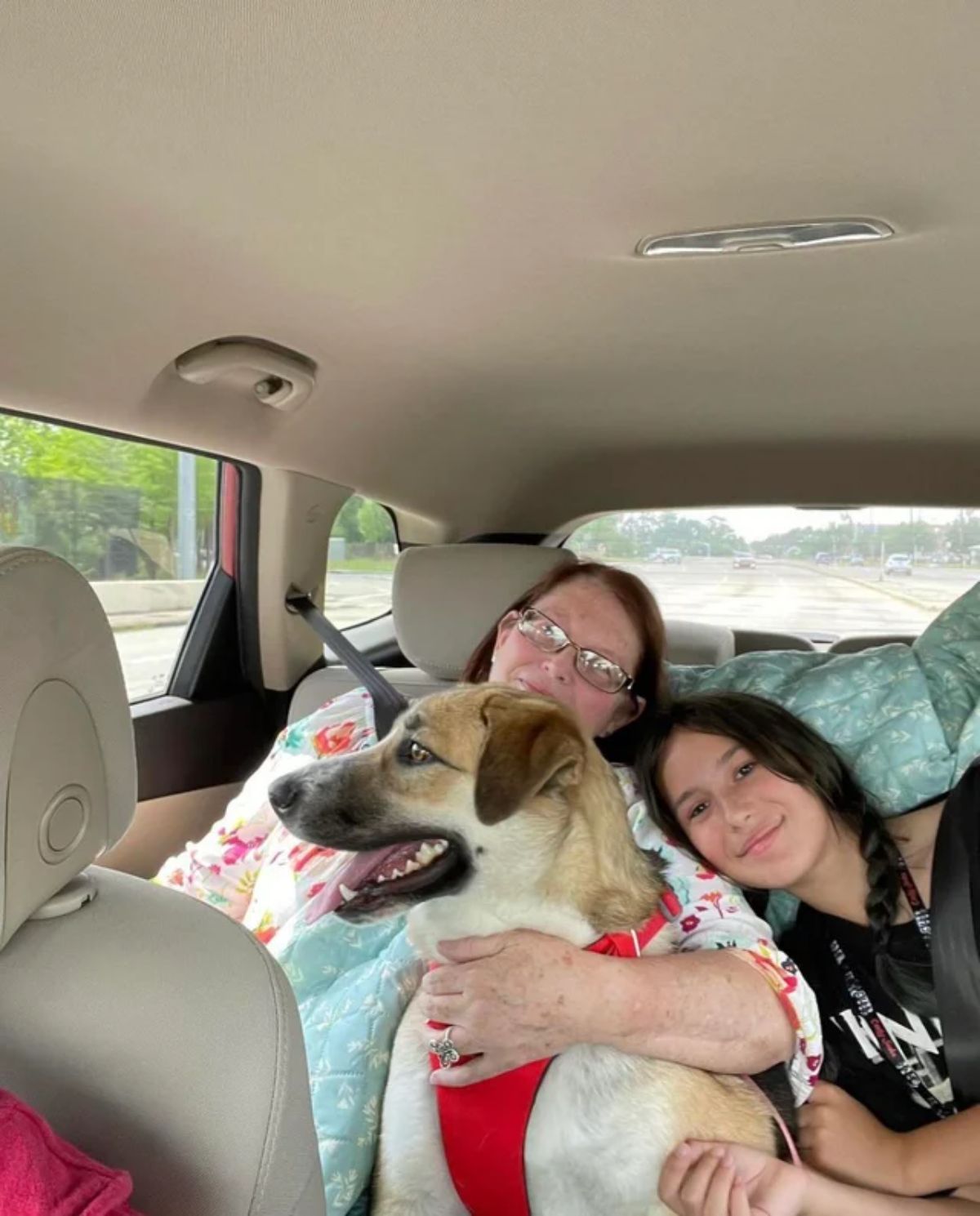 brown and white dog wearing a red harness in the back of a car being hugged by a woman and a girl