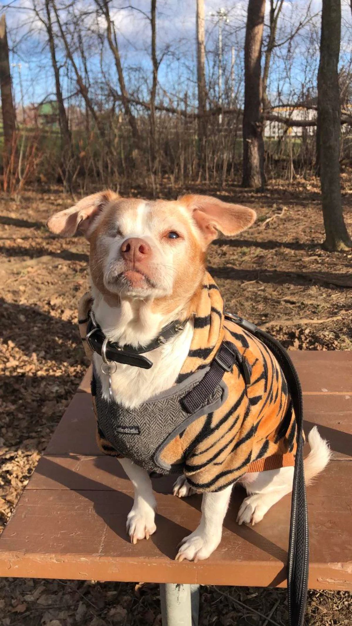 brown and white dog wearing an orange and black coat sitting on a bench