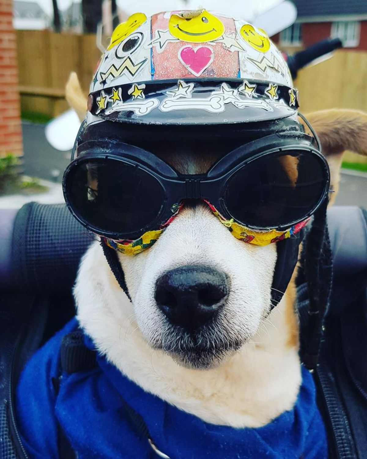 brown and white dog wearing black goggles, a colourful helmet and a blue jacket