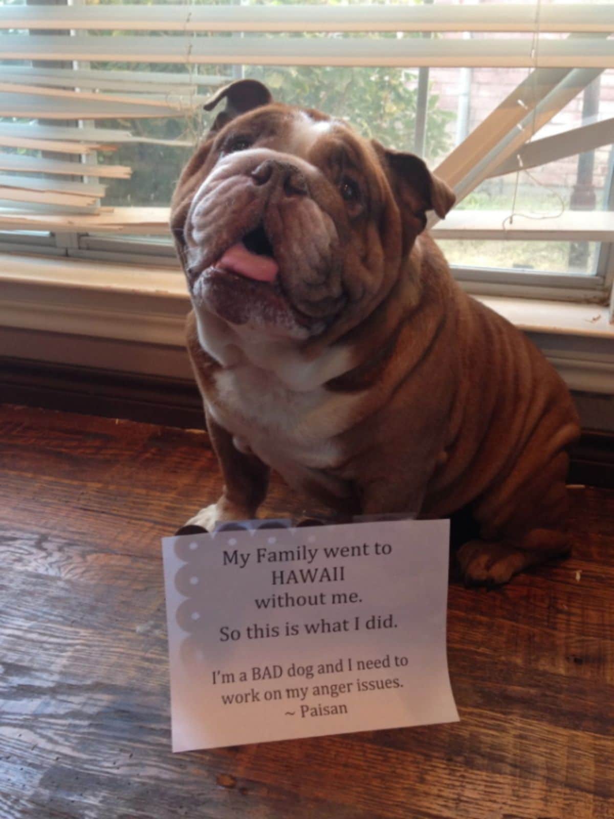 brown and white dog with a sign saying he wrecked the blinds because his family left him behind on vacation