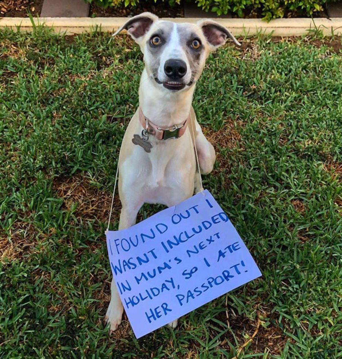 brown and white dog with a sign saying it wasn't included in mum's holiday so it ate her passport