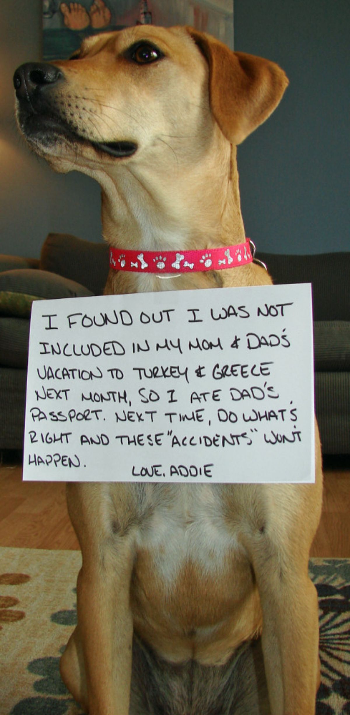 brown and white dog with a sign saying she ate dad's passport because he wasn't taken on vacation
