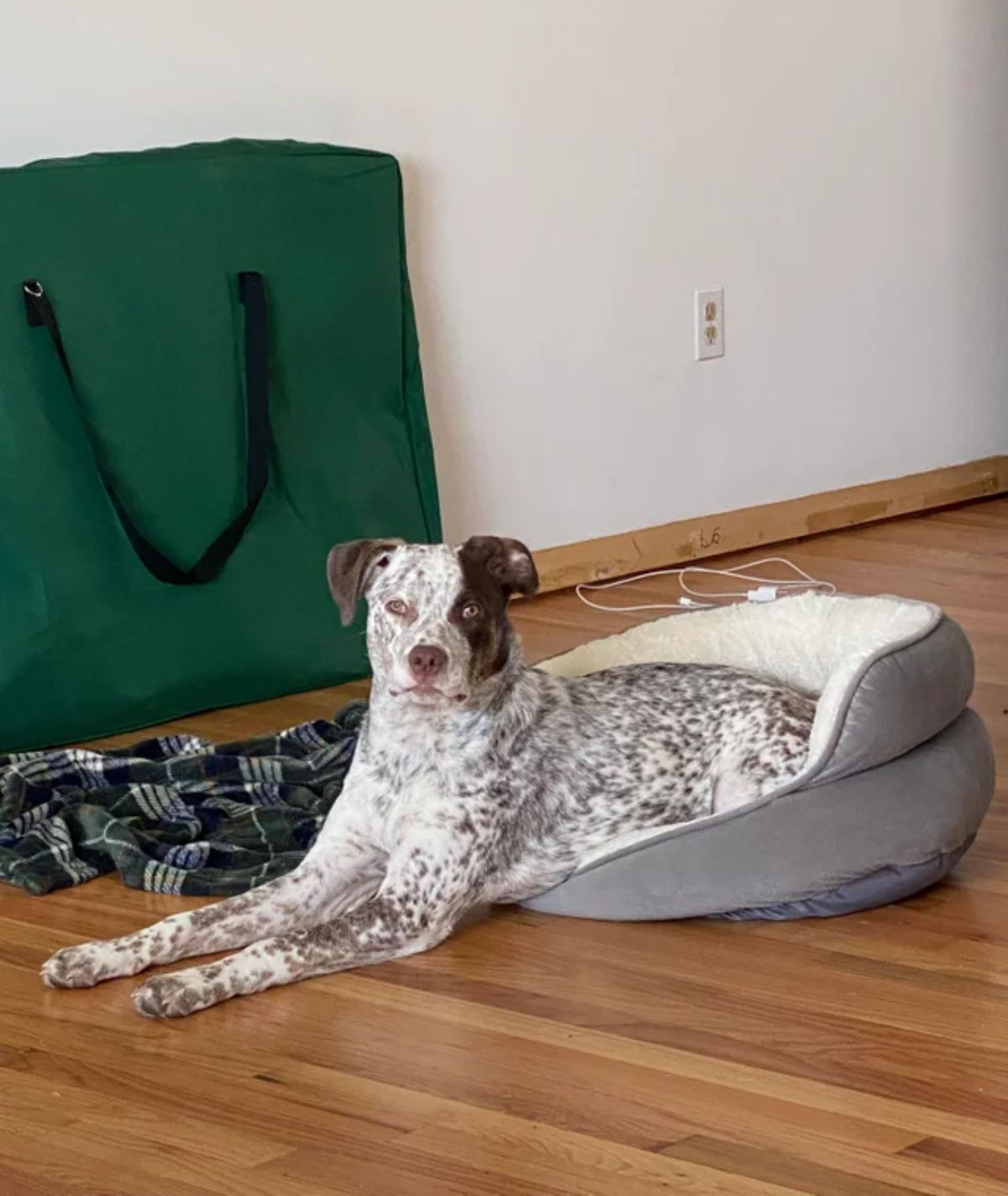 brown and white dog with brown spots laying halfway on a grey dog bed and on the floor