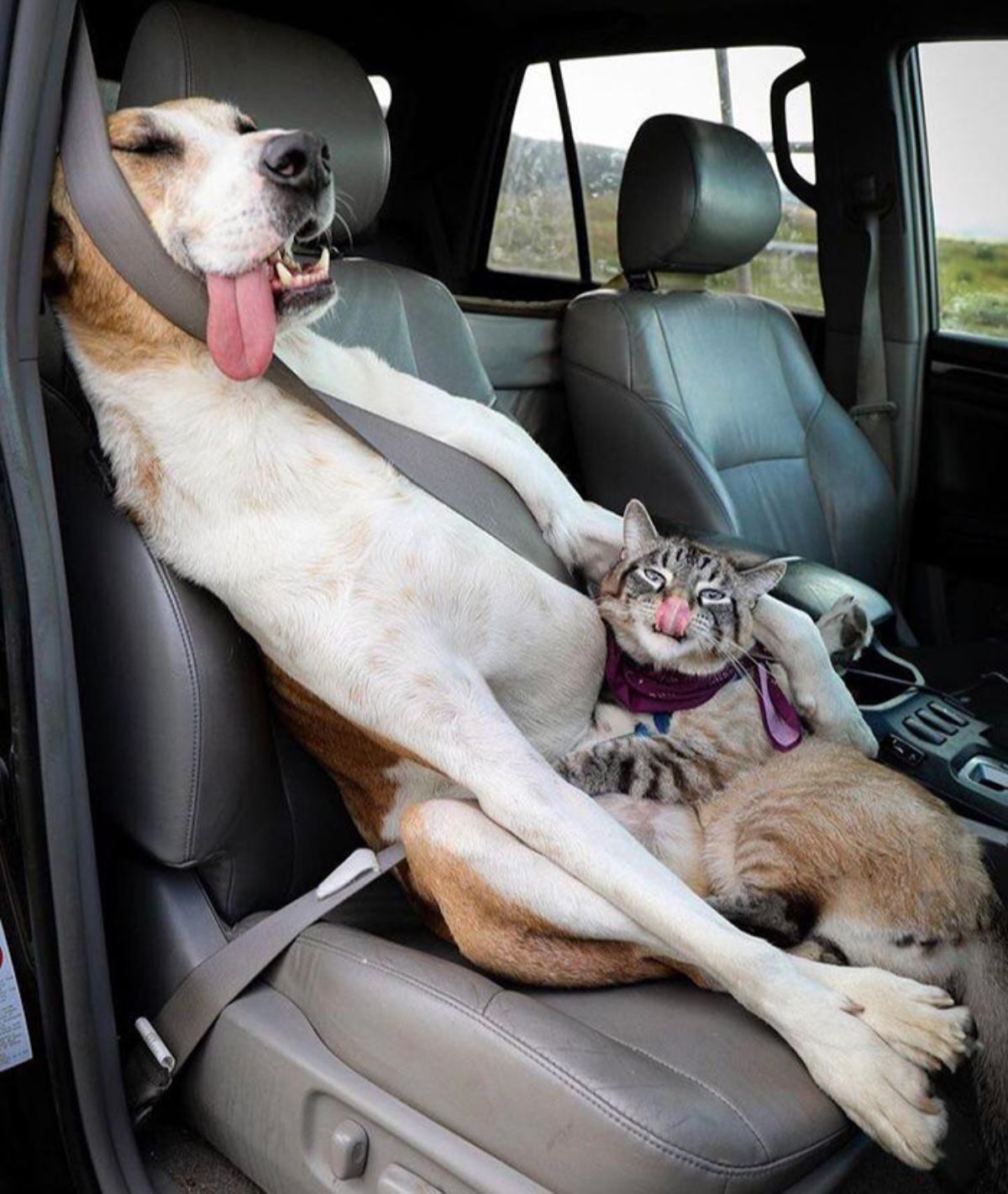 brown and white dog with the tongue out on a passenger seat with the seatbelt on hugging a grey and brown tabby cat with the tongue out