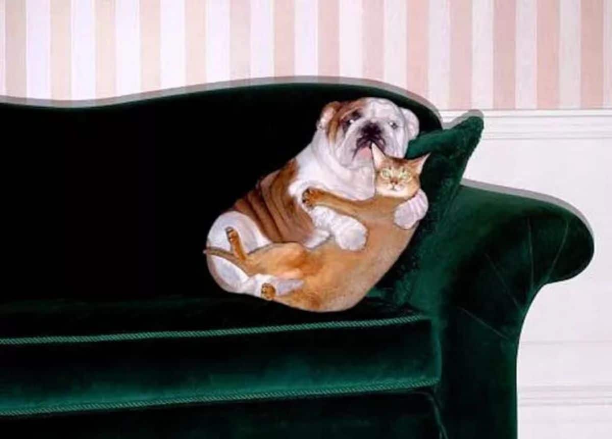 brown and white english bulldog and orange cat hugging each other on a green sofa