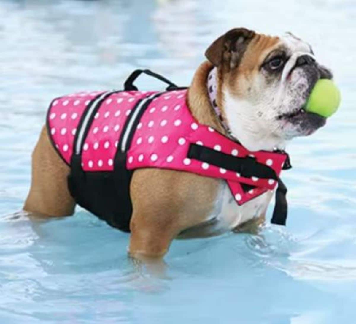 brown and white english bulldog in pink black and white harness holding a blue ball in its mouth and standing in a pool