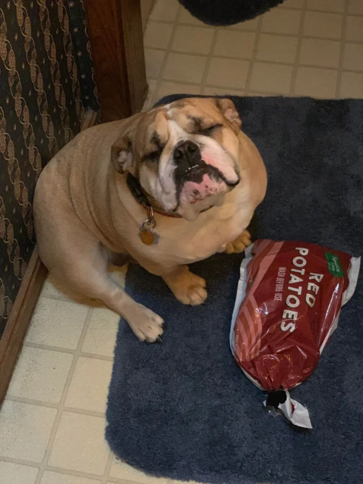 brown and white english bulldog sititng on the floor next to a bag of potatoes