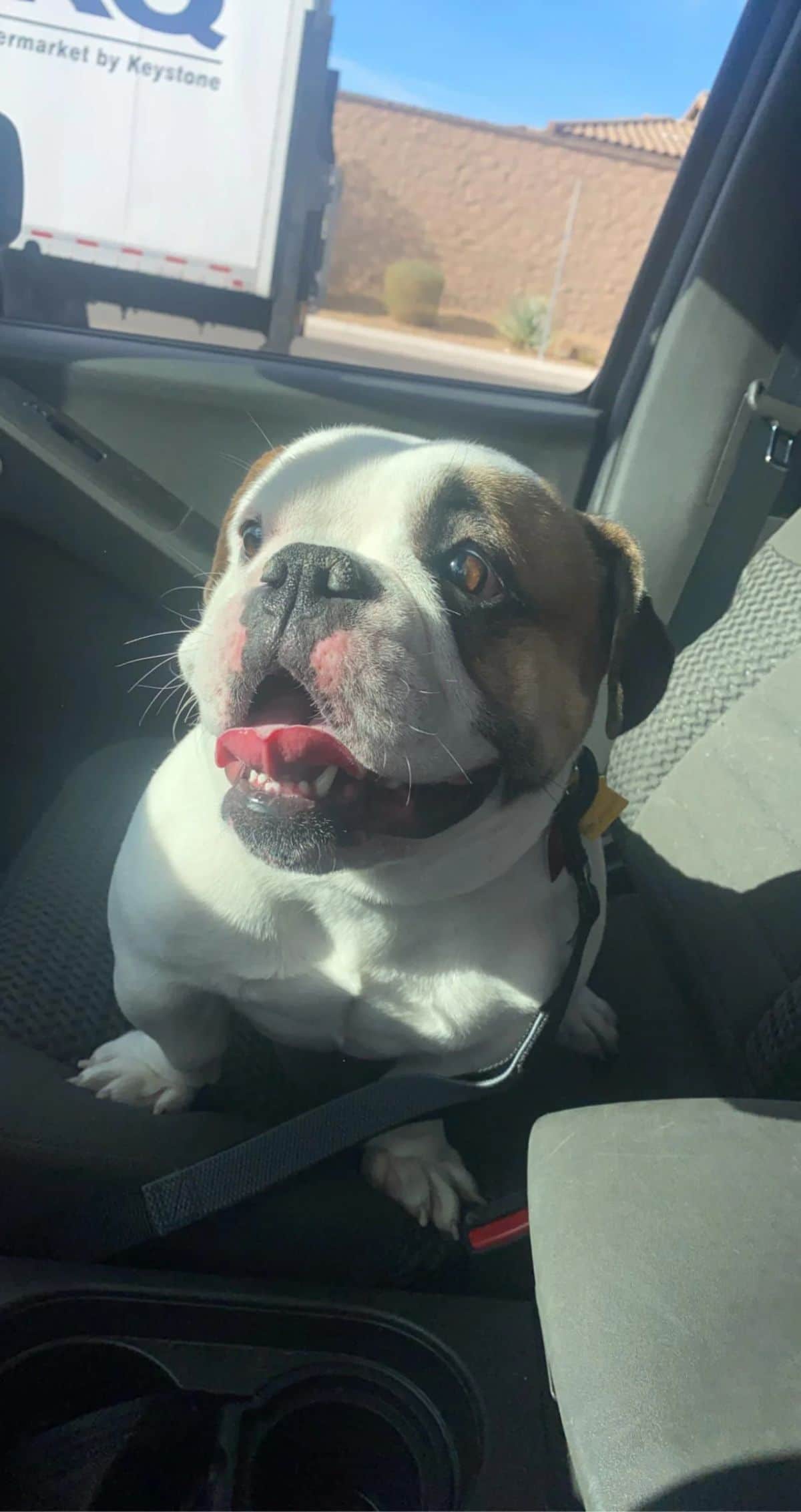 brown and white english bulldog sitting in the passenger seat of a vehicle