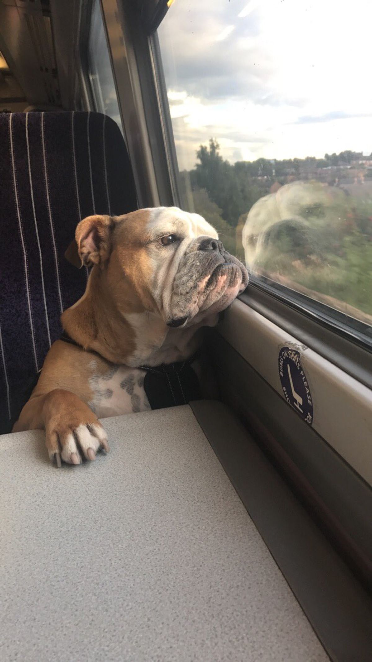brown and white english bulldog sitting on a black and white train seat and looking out the window