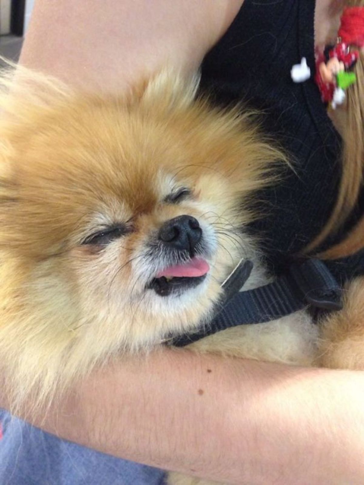 brown and white fluffy pomeranian with narrowed eyes and the tongue sticking out being held by someone