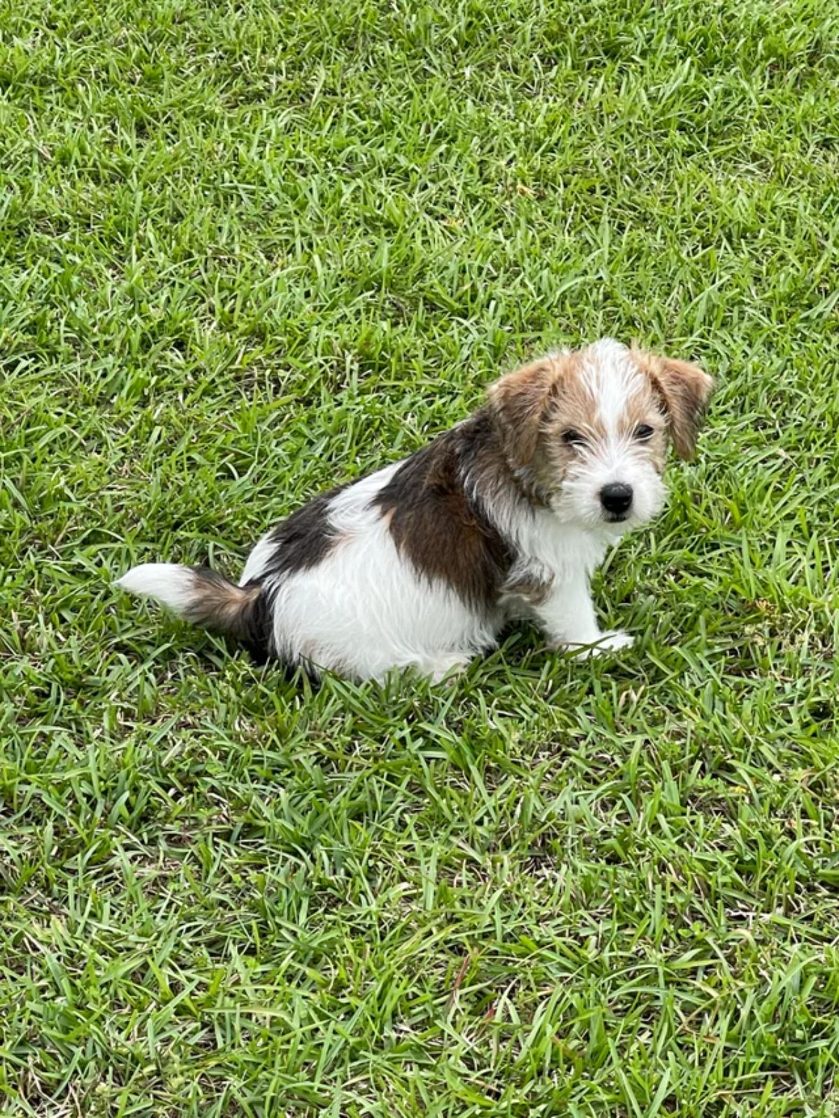brown and white fluffy puppy sitting on grass
