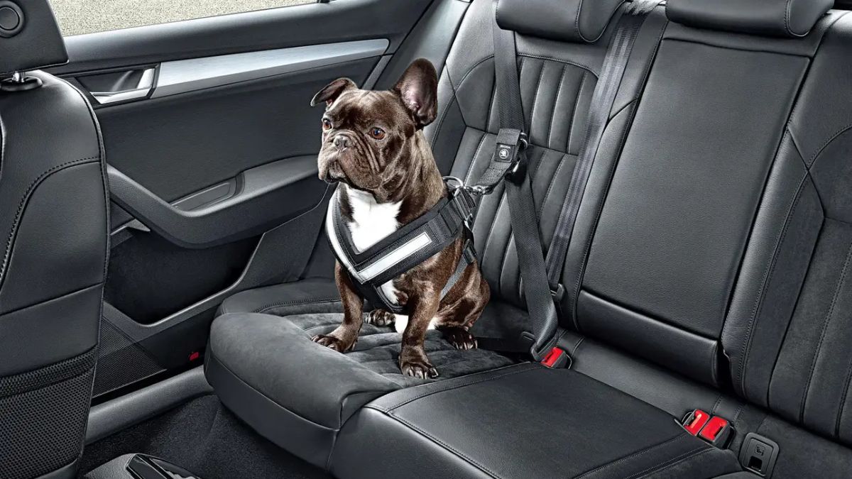 brown and white french bulldog harnessed inside a backseat of a vehicle