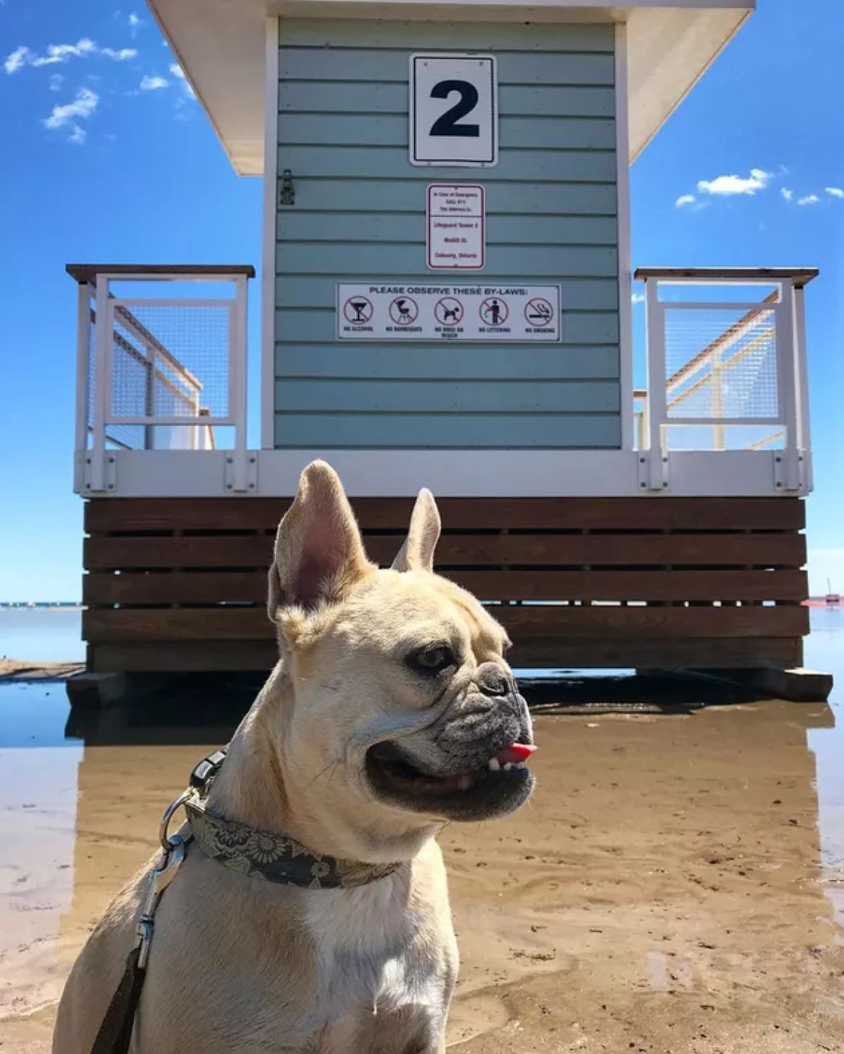 brown and white french bulldog sitting on a beach with a no pets allowed sign behind it