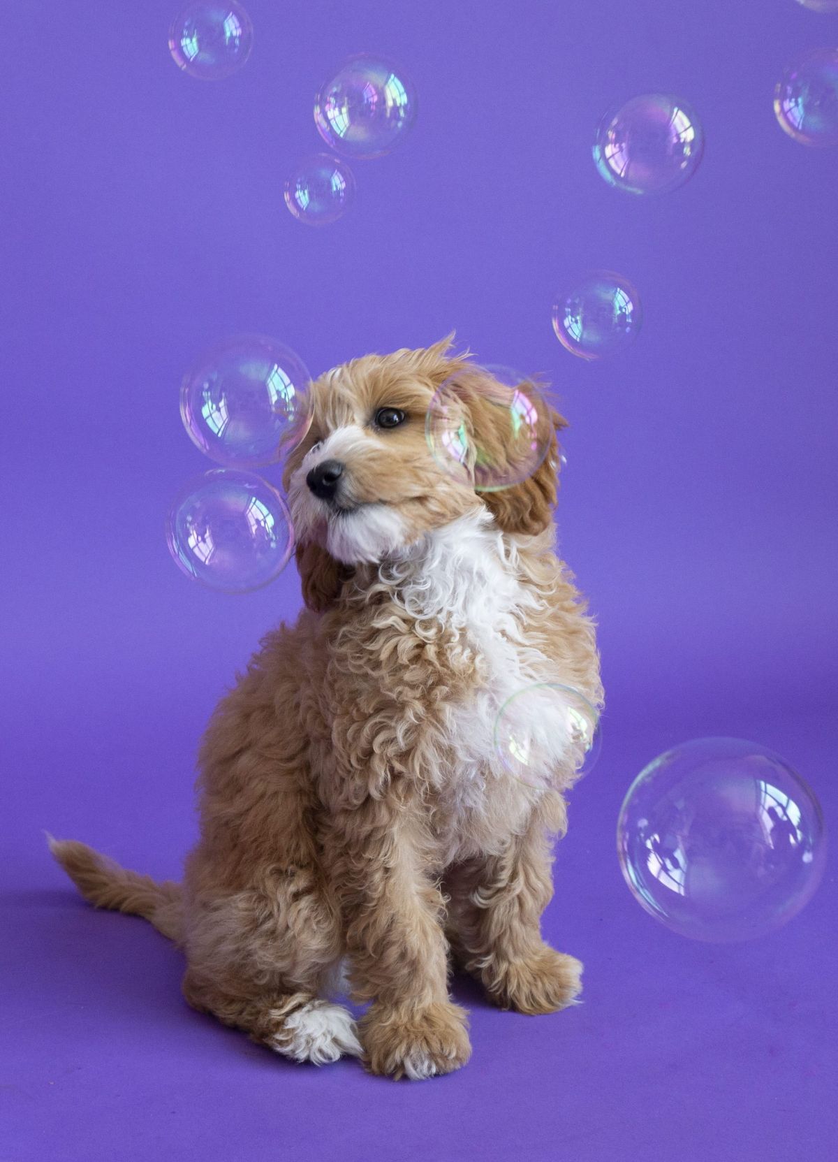 brown and white goldendoodle surrounded by soap bubbles