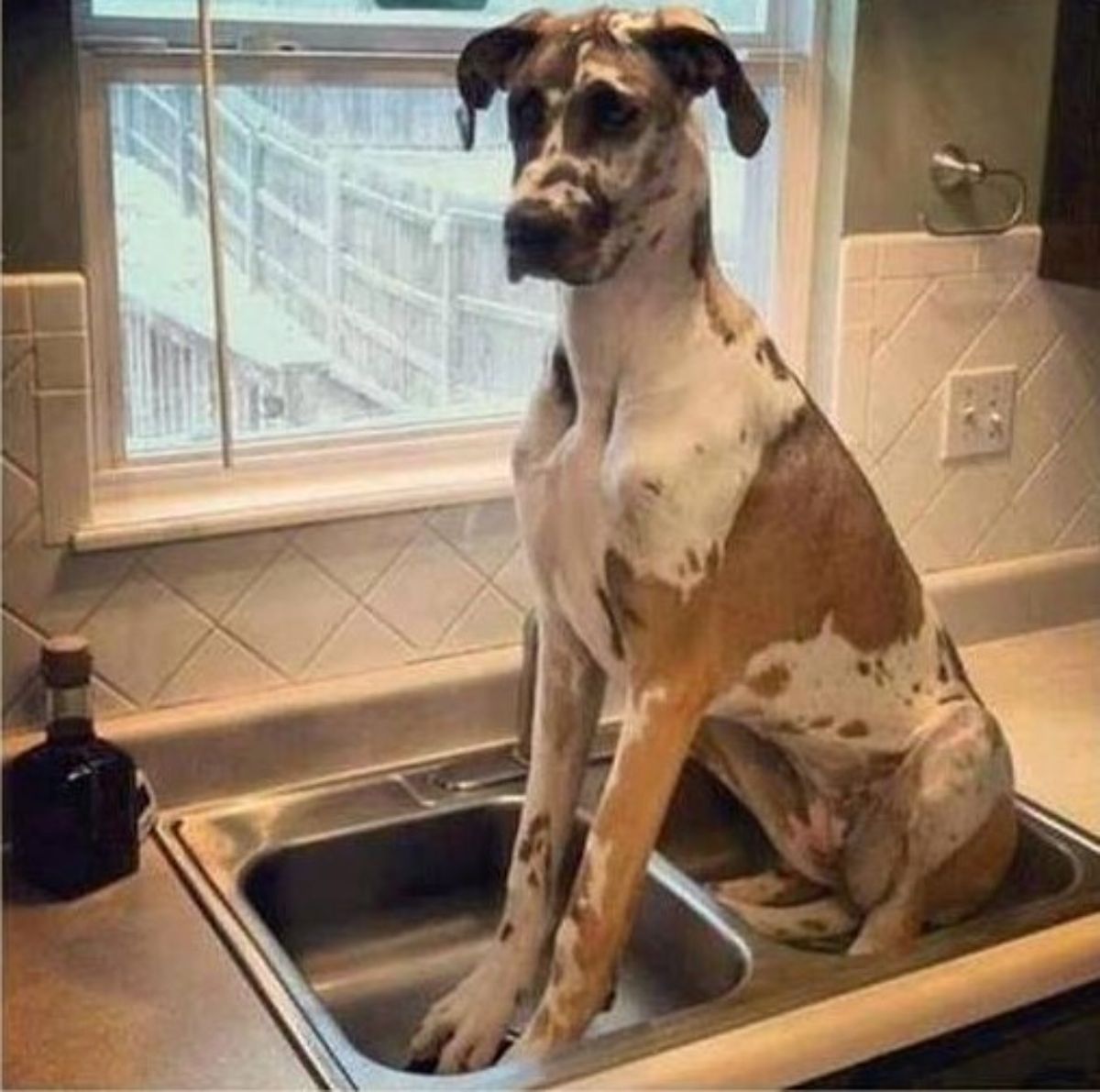 brown and white great dane sitting in 2 kitchen sinks