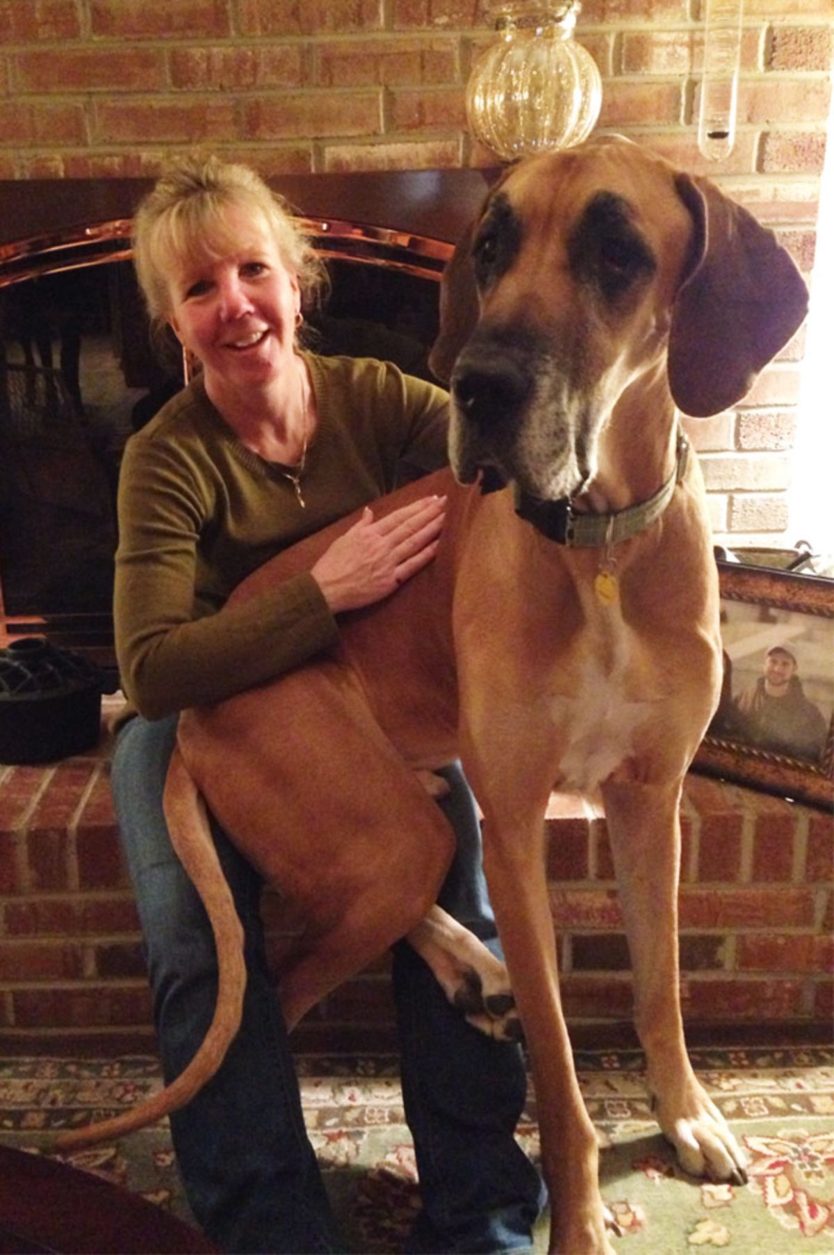 brown and white great dane sitting on a woman's lap and the dog's feet are on the floor