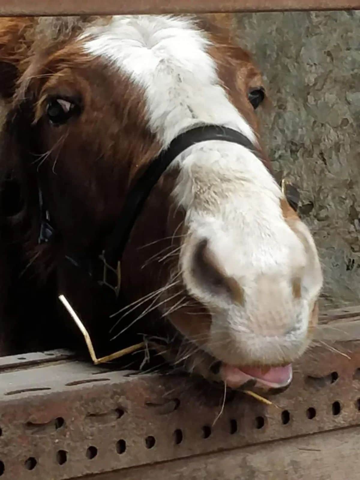 brown and white horse resting the chin on a wooden plank with the tongue sticking out
