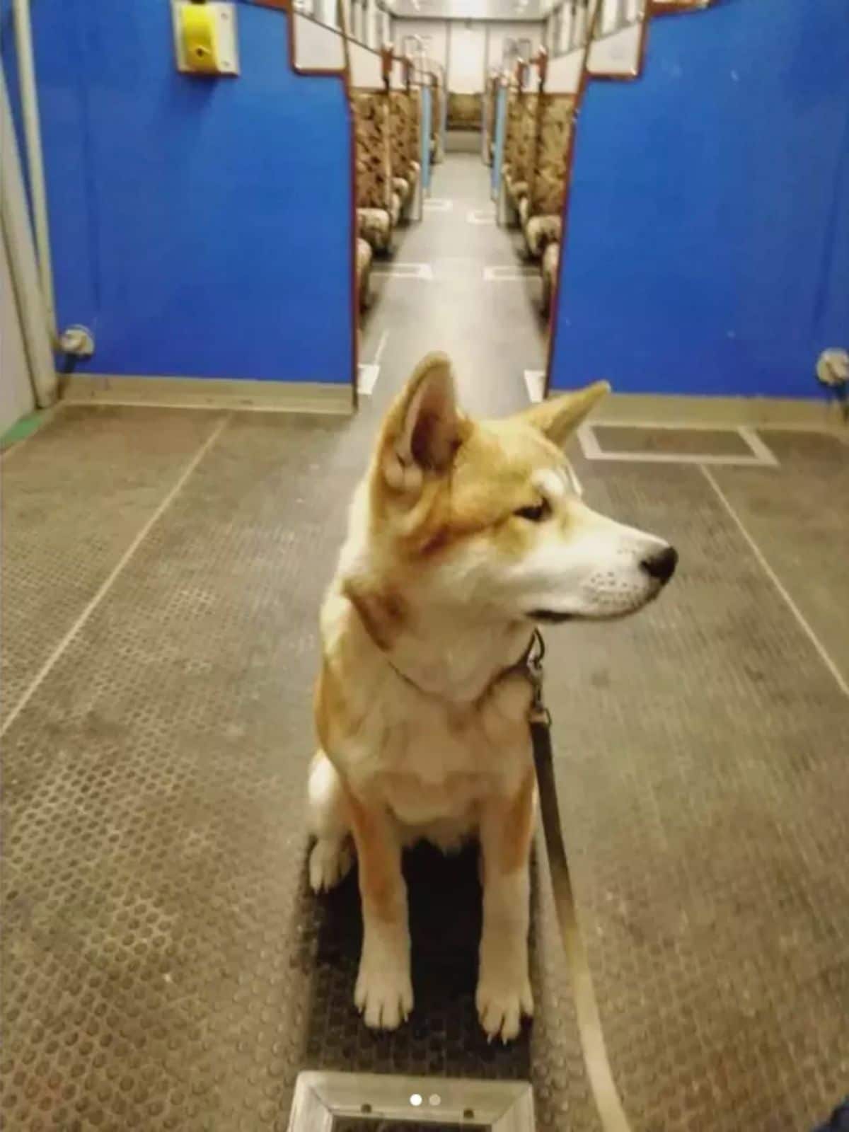 brown and white husky puppy on a leash sitting on a train floor
