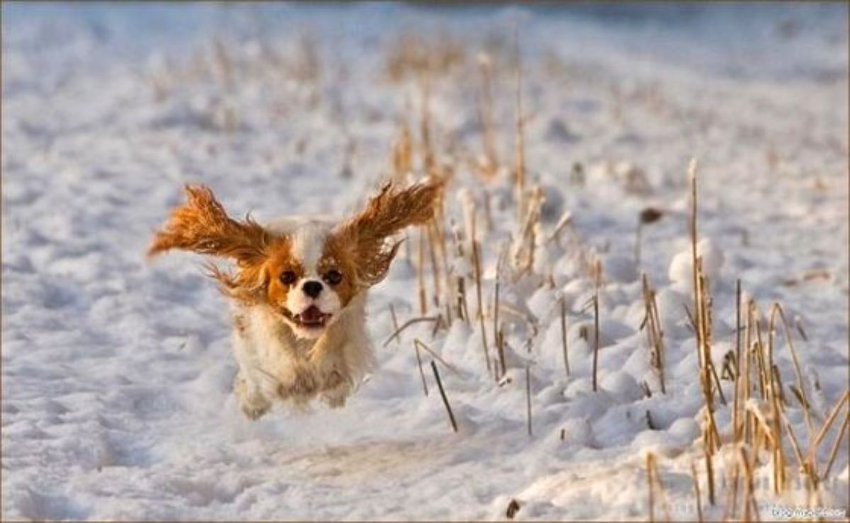 brown and white king charles spaniel running in snow with the legs up in mid-air