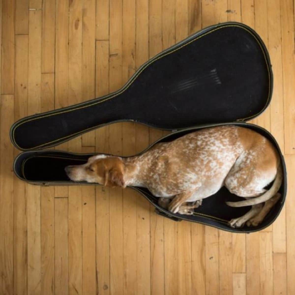 brown and white large dog laying inside a black guitar case