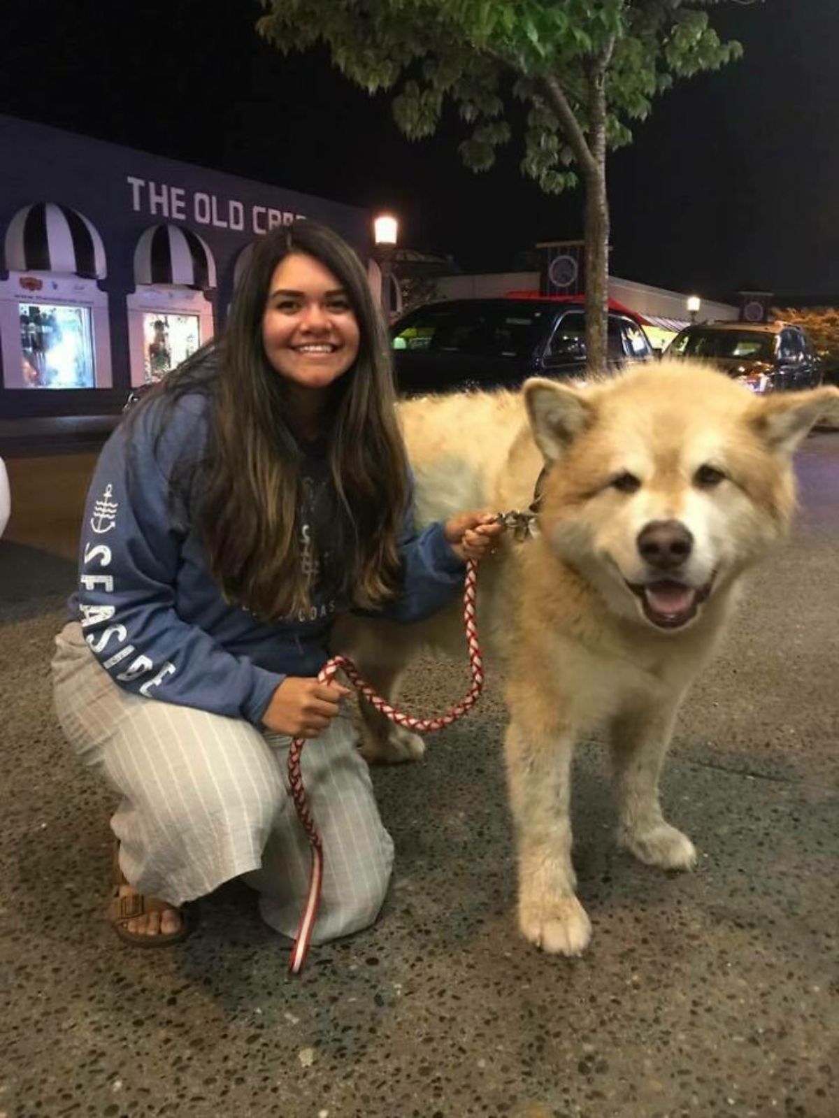 brown and white malamute on a leash next to a crouching woman