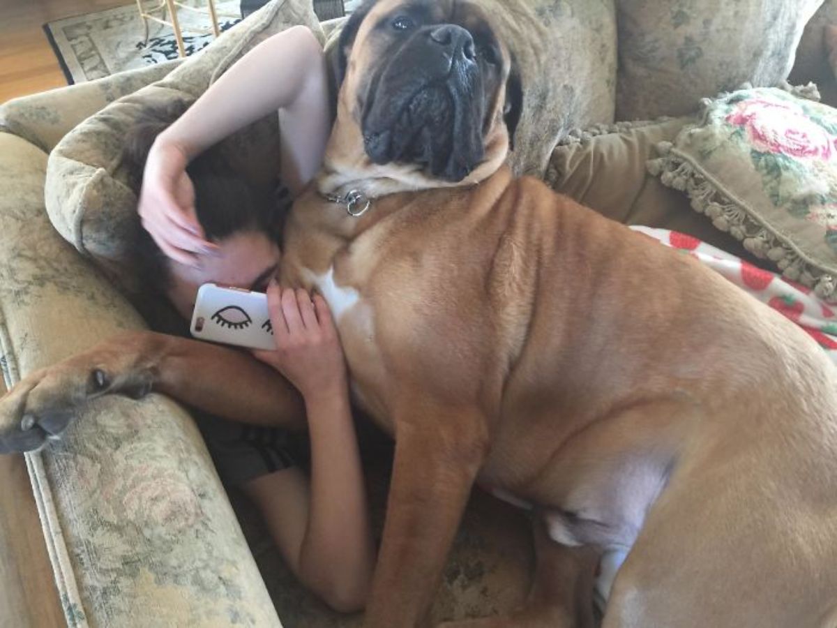 brown and white mastiff laying on a woman squeezed into a brown sofa