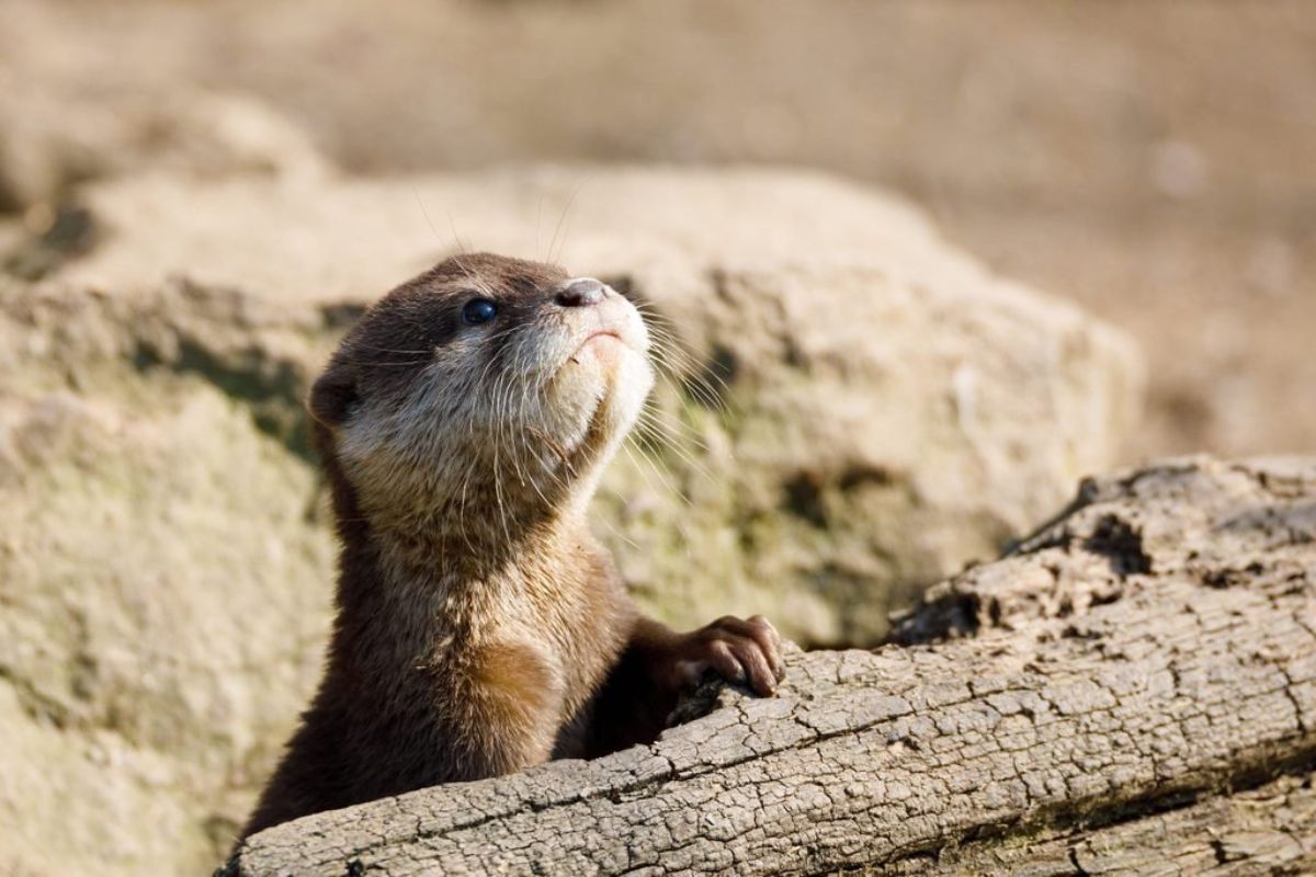 brown and white otter pup peeking up while holding a tree branch