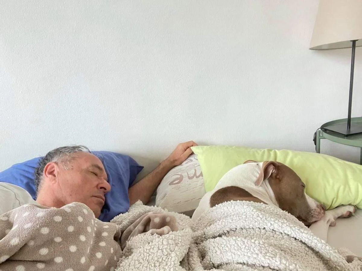 brown and white pitbull and old man sleeping on beds and tucked under blankets