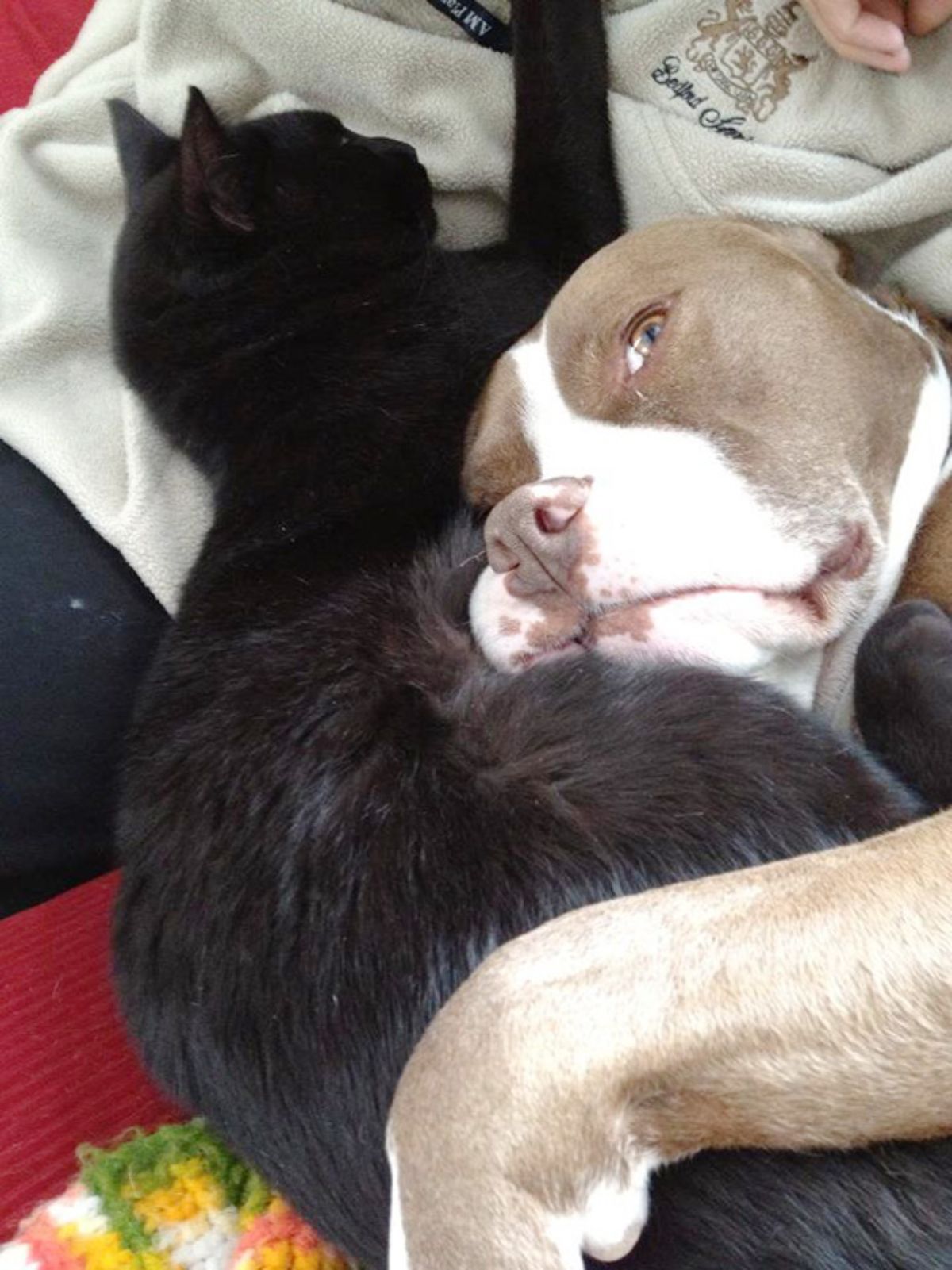 grey and white pitbull cuddling a black cat laying on someone's lap