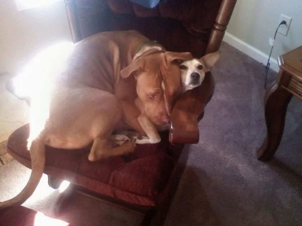 brown and white pitbull laying curled up on a brown couch squeezing a small brown and white dog on the chair