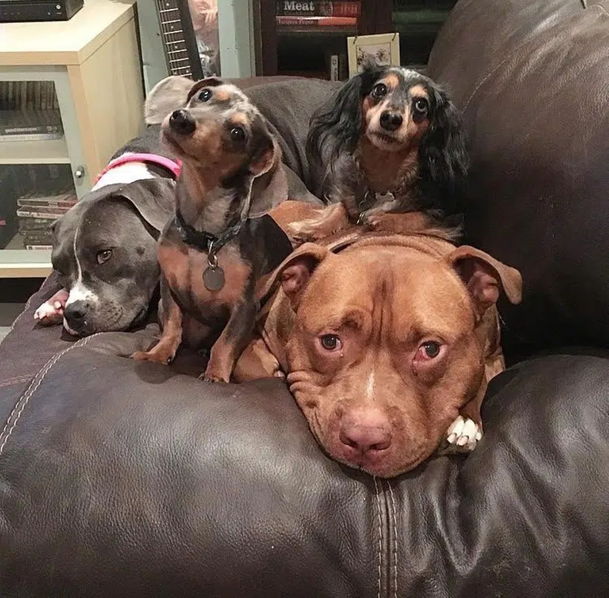 brown and white pitbull laying on a black sofa with a grey and white pitbull and 2 black and brown dachshunds