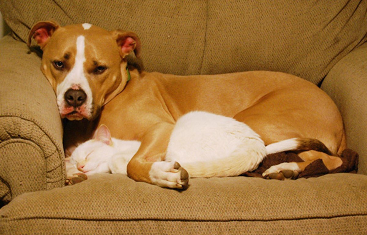 brown and white pitbull laying on a brown chair cuddling a sleeping white cat