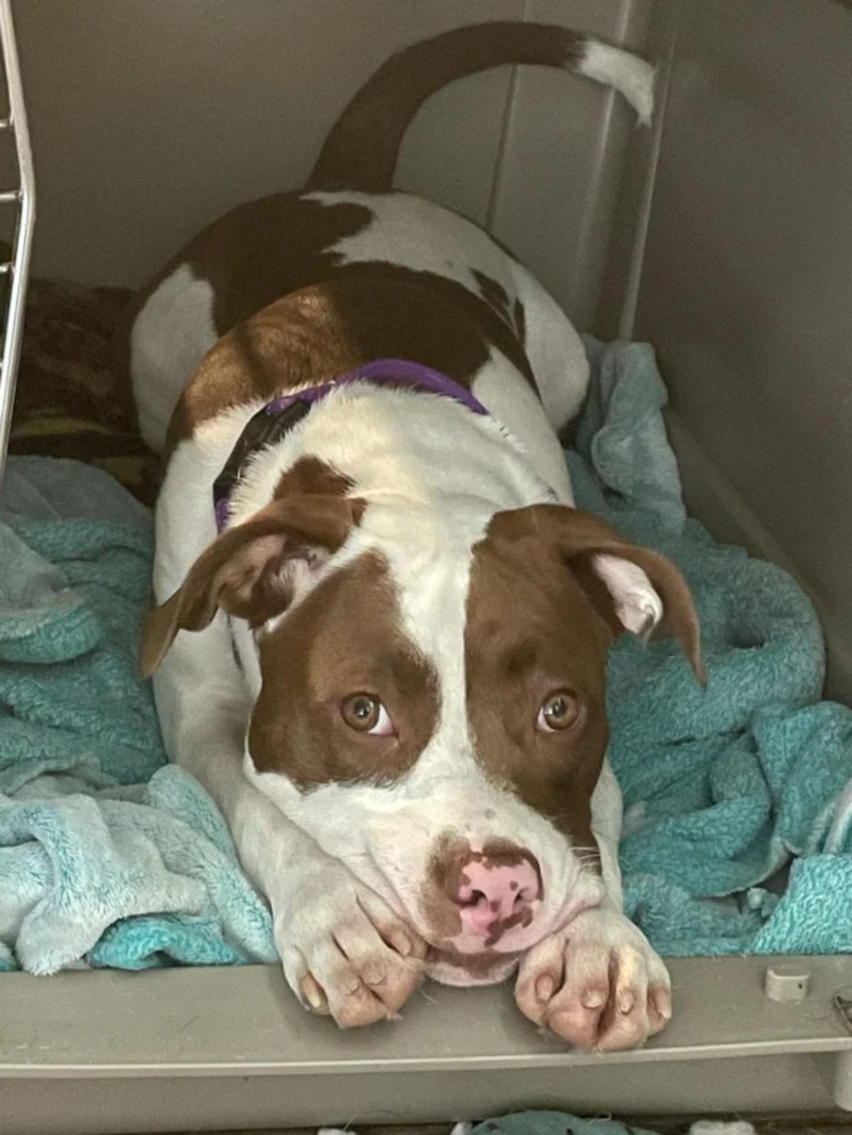 brown and white pitbull laying on green blankets and looking at the camera lovingly