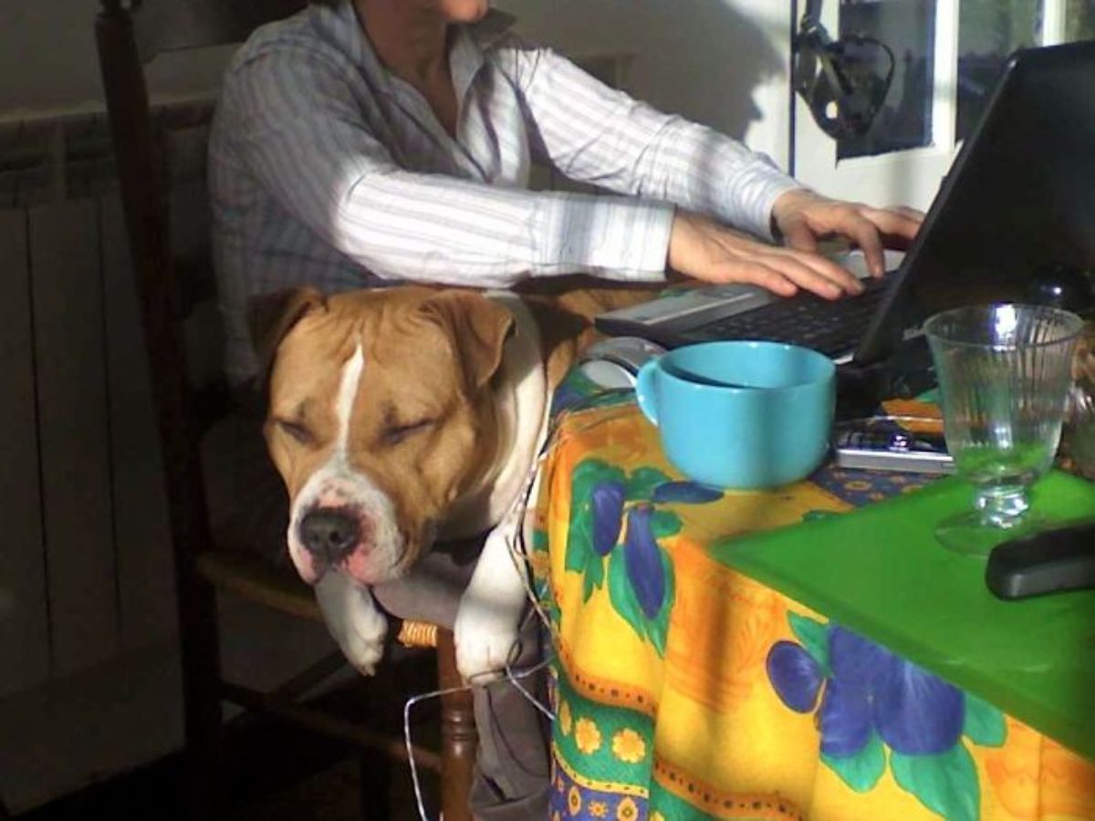 brown and white pitbull laying on someone's lap while the person is working on a laptop at a table