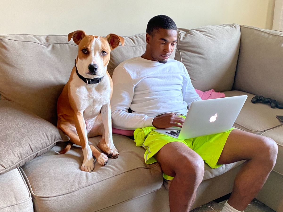 brown and white pitbull sitting on its haunches on a beige sofa with the back legs between the front legs sitting next to a man using a laptop