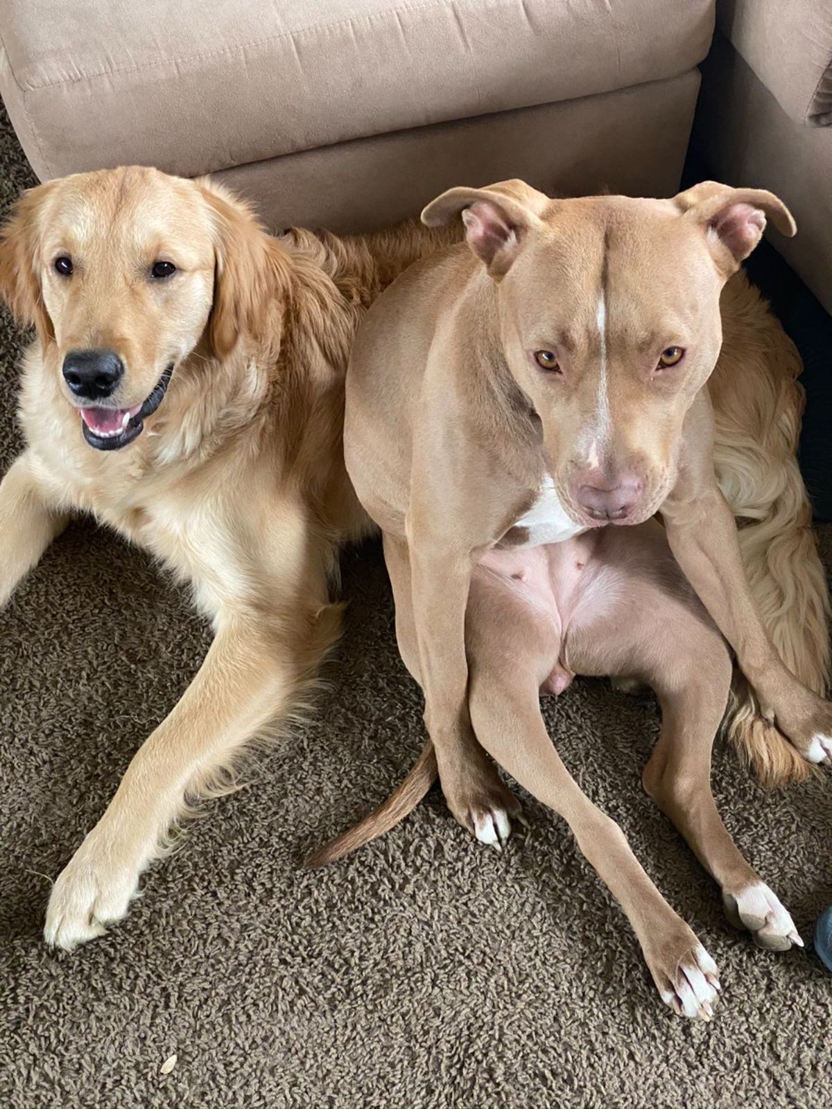 brown and white pitbull sitting on its haunches with the back legs stretched forward next to a golden retreiver