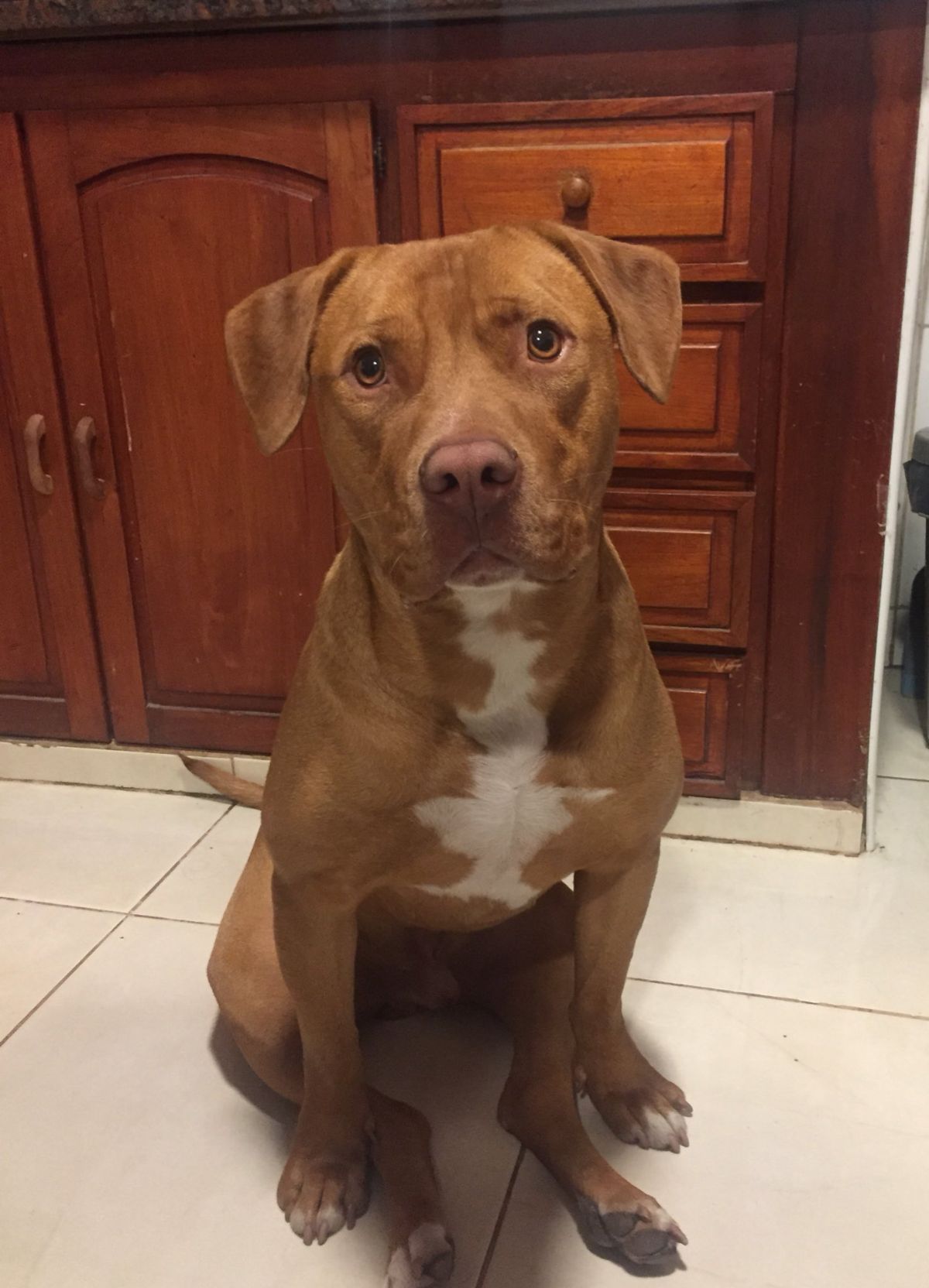 brown and white pitbull sitting up on its haunches with the back legs between the front legs