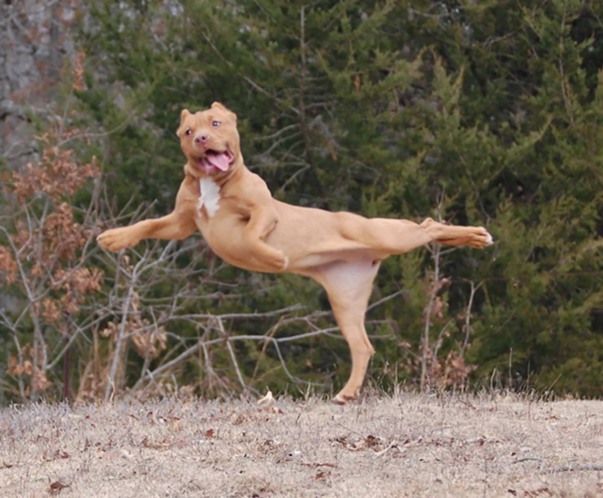 brown and white pitbull standing on one back leg with the other one stretched bac and the front legs stretched out