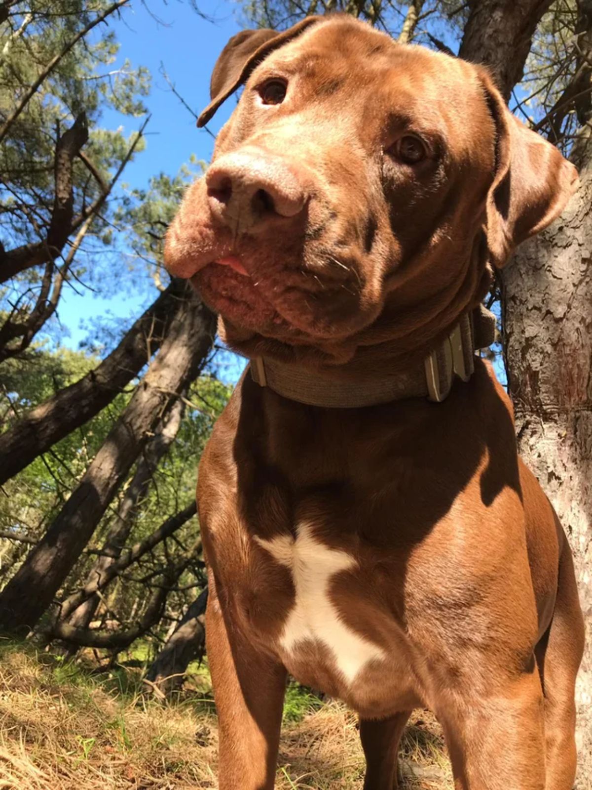 brown and white pitbull standing over over the camera